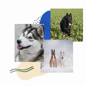 Trumpet Bossa - Ambiance for Sleeping Soundly - Dog Jazz Sounds