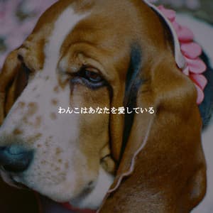 わんこはあなたを愛している - Sunday Brunch Music