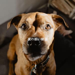 夜の添い寝会 - Smooth Jazz New York