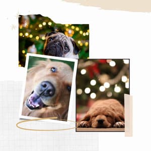 Ambiance for Sleepy Puppy - Dogs at Home