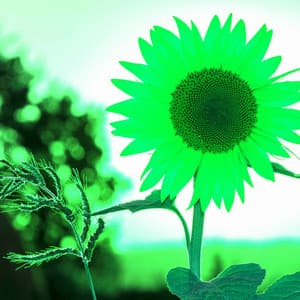 Backdrop for Slow Times - Incredible Piano Bossa Nova Duo - Jazz Classics for Reading