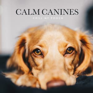 Calm Canines - Chill My Pooch