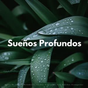 Gotas De Lluvia Melódicas: Sueños Profundos Con Sonidos Tranquilos - Lluvia para un sueño profundo