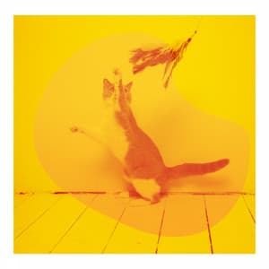 Extraordinary - For Cats Only