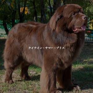 ケイナイン・サマー・ブリス - Jazz Rilassante Collezioni