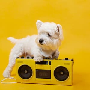 Best for Dogs & Cats Anxiety: Animal Training, Music for Dogs, Cats, Pets - Animal Melody Wizard