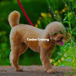 Canine Cruising - Musica de Elevador