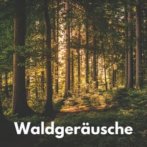 Waldgeräusche - Waldgeräusche