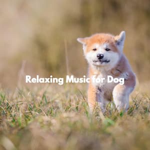 Relaxing Music for Dog - Musica per la Colazione Sala