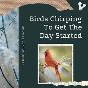 Birds Chirping To Get The Day Started - Nature Sounds At Home