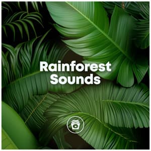 Rainforest Sounds - Jungle Sounds