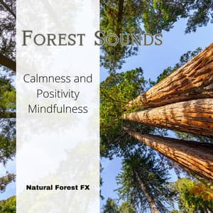 Forest Sounds - Calmness and Positivity, Mindfulness - Natural Forest FX