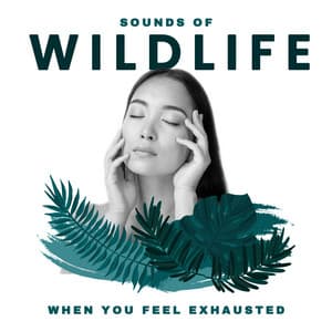 Sounds of Wildlife When You Feel Exhausted. Natural Energy Generator - Exotic Power Maker