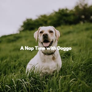 A Nap Time with Doggo - Classy Bossa Piano Jazz Playlist