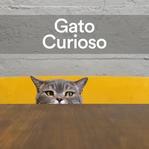 Gato Curioso - Musica para Gatos