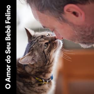 O Amor do Seu Bebê Felino - Musica para Gatos