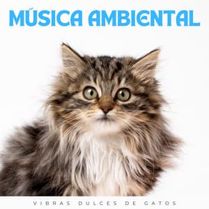 Música Ambiental: Vibras Dulces De Gatos - Estado de distracción