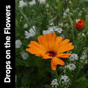Drops on the Flowers - The Rain Factory