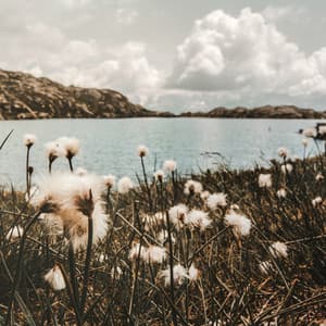 1 Ambient: Life's Wonder - Baltic Nature Sounds