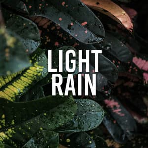 Light Rain - Rain Sounds & White Noise