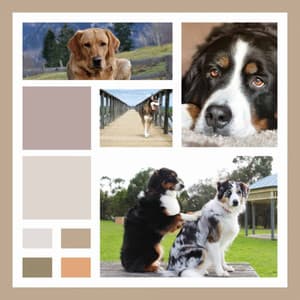 Energetic Trumpet Smooth Jazz - Background for Doggy Bedtime - Dogs at Home