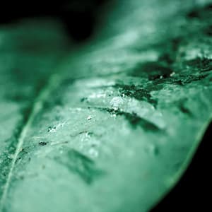 Nature’s Green Noise - Meditation!