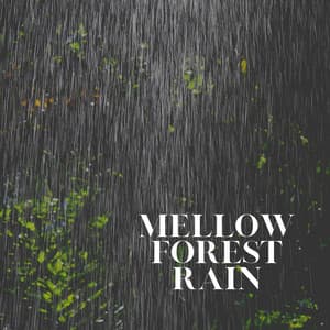 Mellow Forest Rain - Meditation Rain Sounds