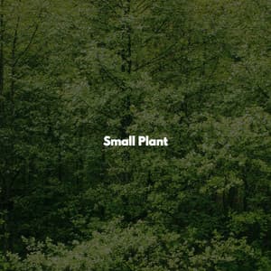 Small Plant - Downtempo Jazz Coffee House