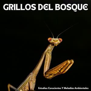 Grillos Del Bosque: Estudios Conscientes Y Melodías Ambientales - Ruidos de la Naturaleza
