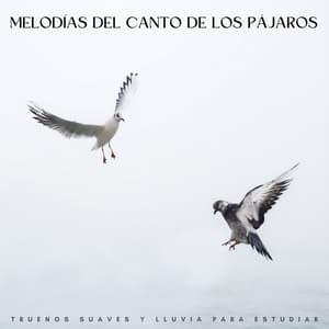 Melodías Del Canto De Los Pájaros: Truenos Suaves Y Lluvia Para Estudiar - Lluvia en el Bosque