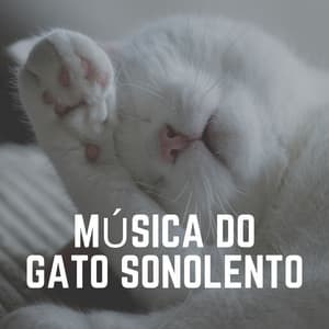 Música do Gato Sonolento - Musica para Gatos
