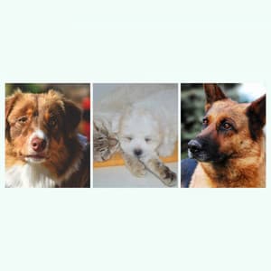 Ambiance for Sweet Doggies - Songs for Dogs to Sleep To