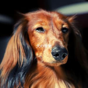 犬の音楽 - Cool Jazz Moods