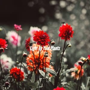 Light Up Your Plants - Study Jazz