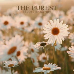 The Purest Sounds of Nature: Delicate Birds, Quiet Wind Noise, Peacefully Trickling Water, No Music Relaxation - Garden of Zen Music