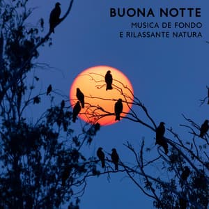 Buona notte - Musica Relax Academia