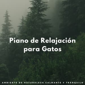 Piano De Relajación Para Gatos: Ambiente De Naturaleza Calmante Y Tranquilo - Piano Jazz Tarde en la noche