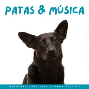 Patas Y Música: Melodías Lofi Para Perros Felices - Resplandor Lofi
