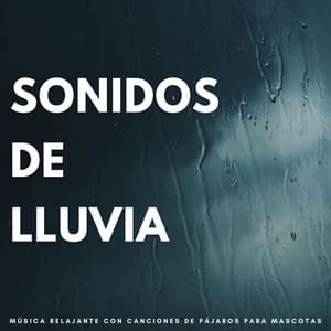 Sonidos De Lluvia: Música Relajante Con Canciones De Pájaros Para Mascotas - Sonidos Tranquilos de lluvia
