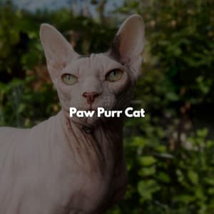 Paw Purr Cat - Mellow Guitar Music