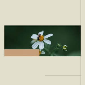 Laid-back Jazz Guitar - Background for Rejuvenating Seasons - Música para Estudiar Playlists