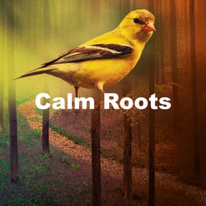 Calm Roots - Night Nature Sounds
