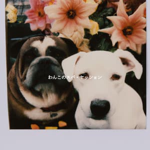 わんこのスパ・セッション - Piano Lounge Smooth Jazz