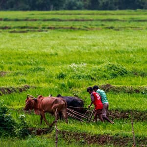 Workday Efficiency: Piano's Productive Efforts Amidst Rain's Melodies - Romantic Piano for Reading