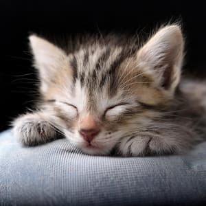 Gatos Relajados: Música De Piano Para Relajación - Gato de piano