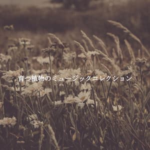 育つ植物のミュージックコレクション - Summer Jazz
