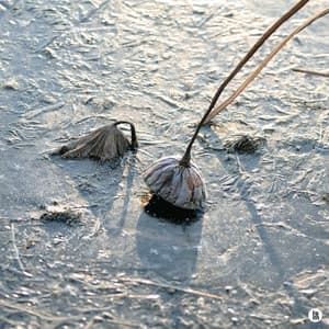 Pond with white snow - BGM Teacher