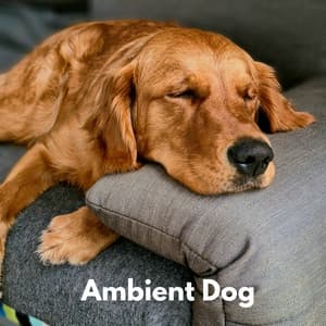 Ambient Dog - Musica Relajante para Perros Momentos