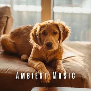Ambient Music: Dogs' Afternoon Soothe - Jazz Music for Dogs