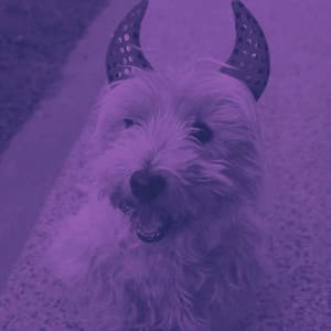 Bgm for Doggy Radio - Relajado Musica Relajante para Perros